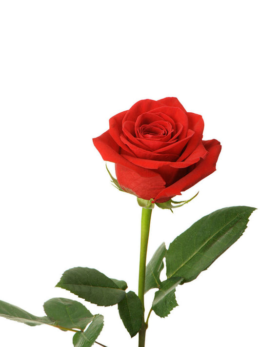 Rozen